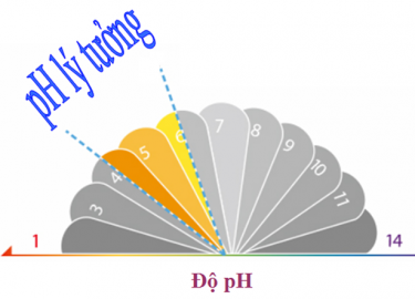 Độ PH là gì? Làm thế nào để cân bằng độ PH trên da?